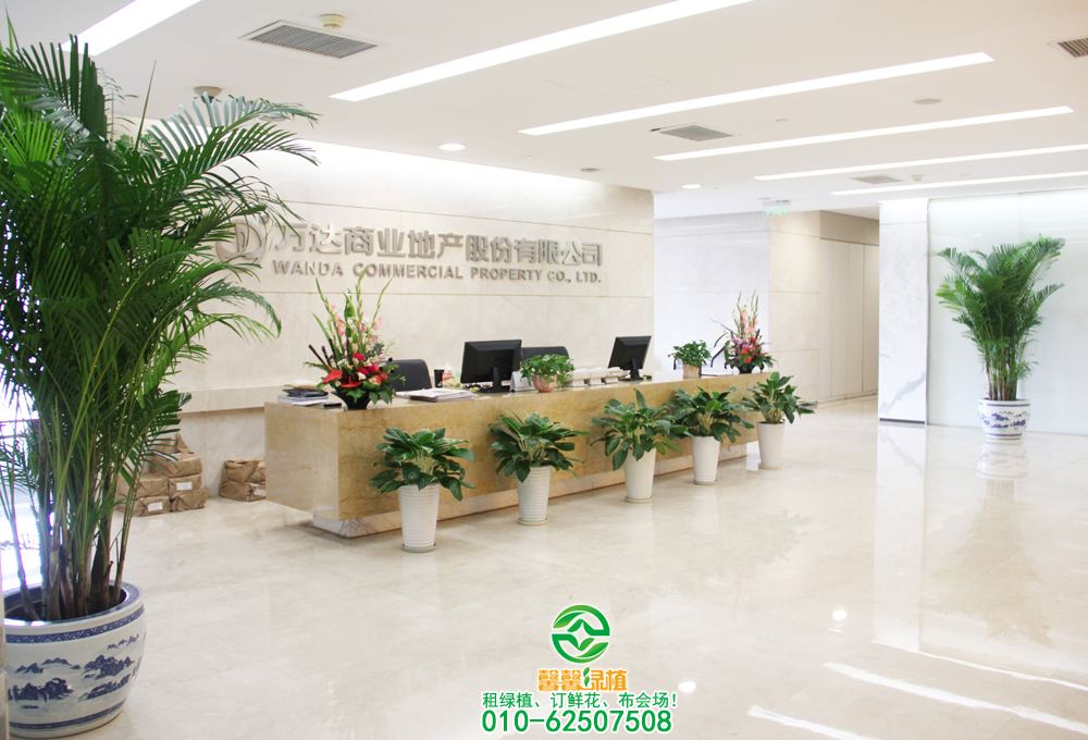散尾葵摆放公司前台案例