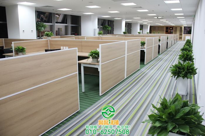 万年青摆放案例