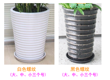 独杆发财树