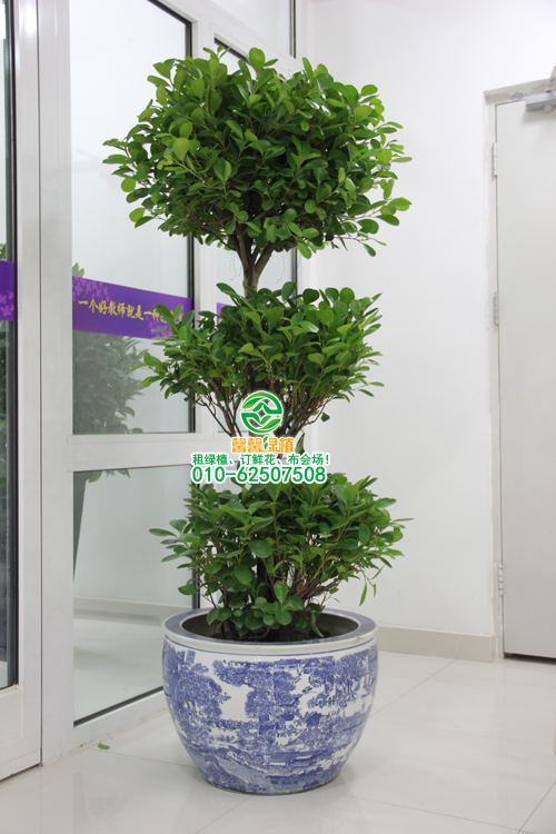 榕树