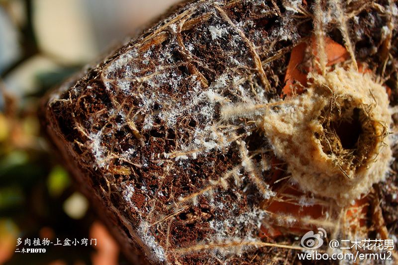 多肉植物-上盆小窍门