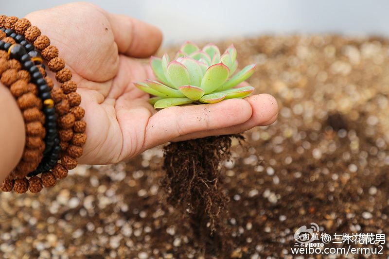 多肉植物-上盆小窍门