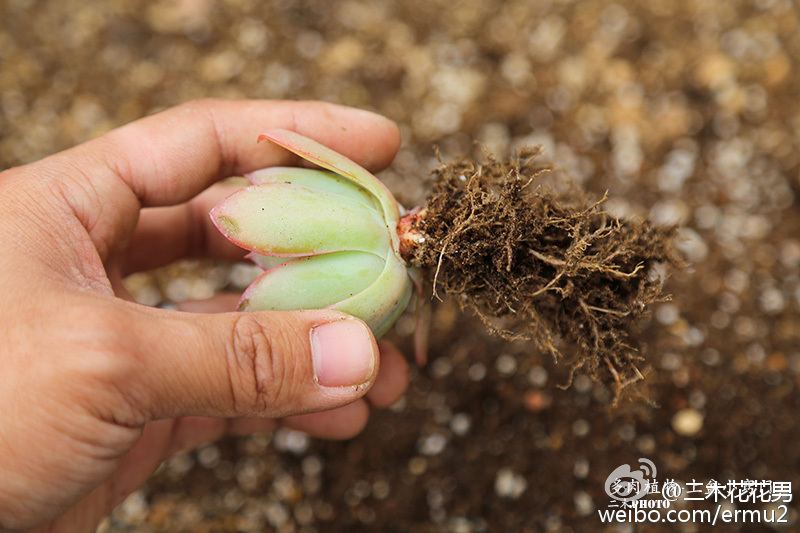 多肉植物-上盆小窍门