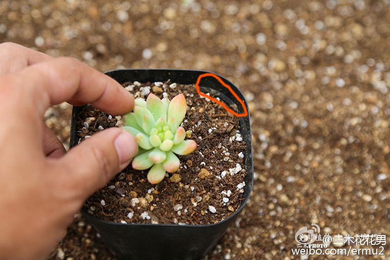 多肉植物-上盆小窍门