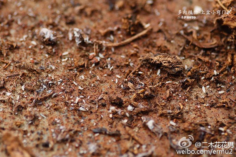 多肉植物-上盆小窍门