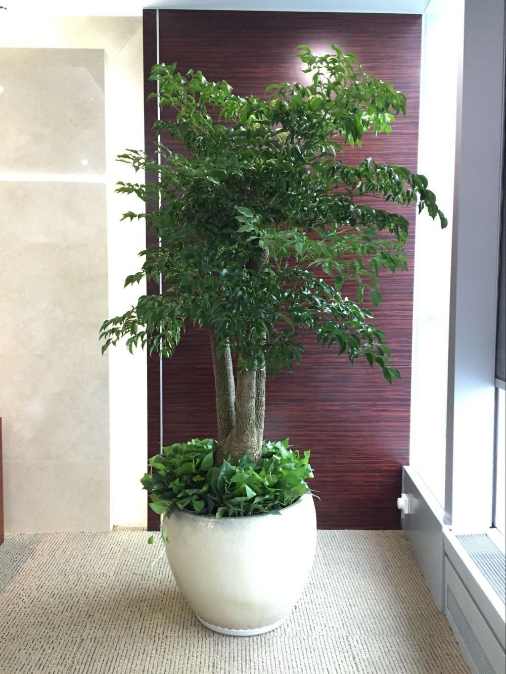 总裁间绿植摆放案例_北京绿植租赁绿植租摆办公室绿植租赁公司北京敬和园艺