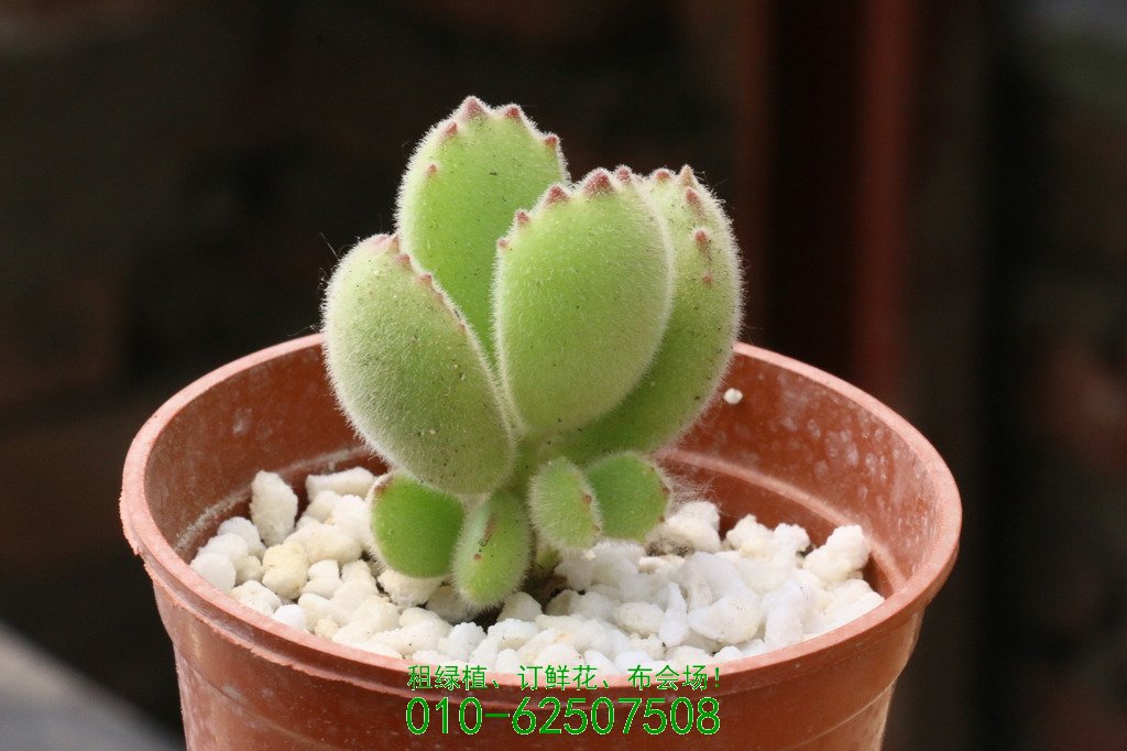 多肉植物