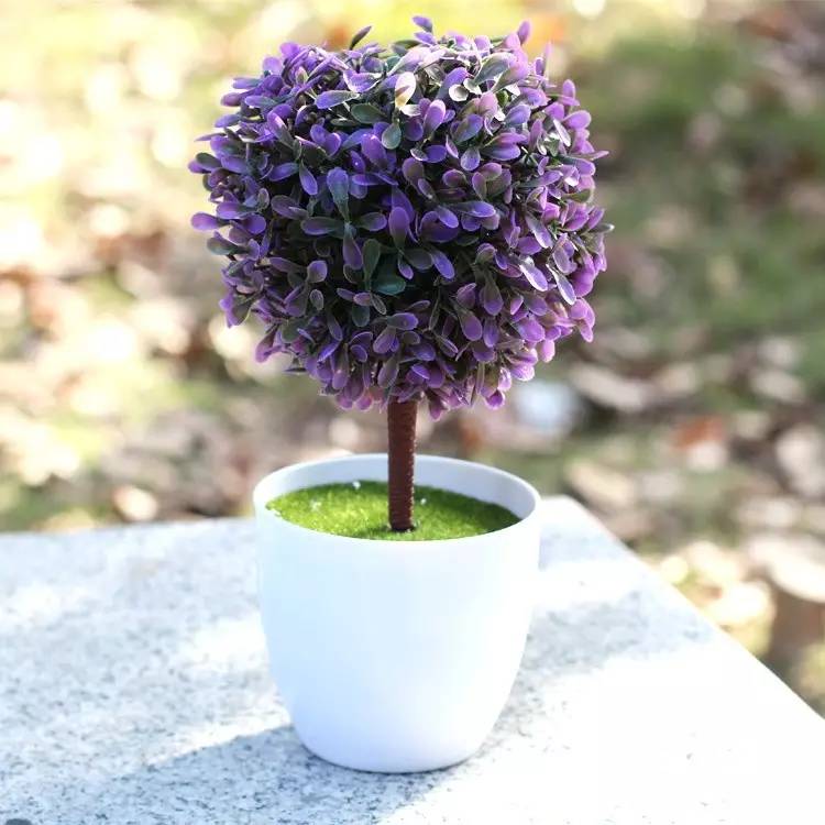 绿植艺术赏析