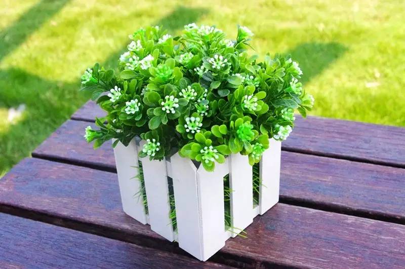 绿植艺术赏析