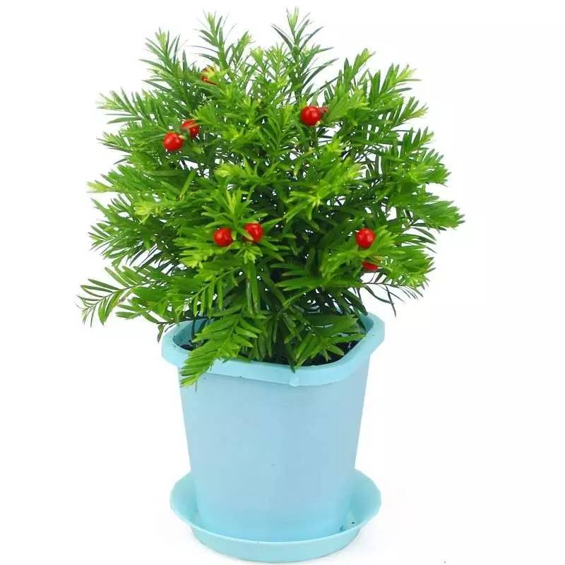 绿植艺术赏析