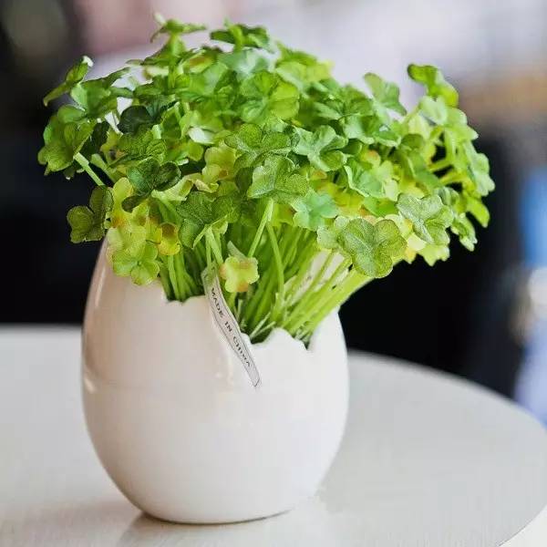 绿植艺术赏析