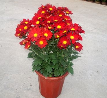 植物与器皿
