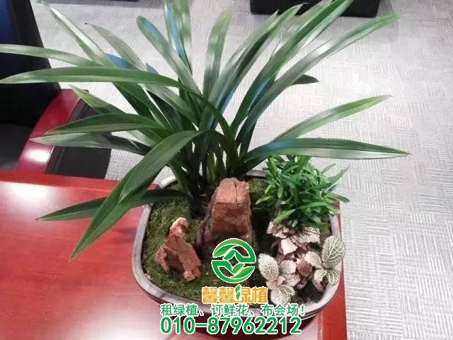 小型植物欣赏