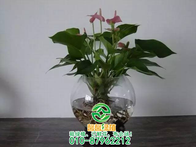 小型植物欣赏