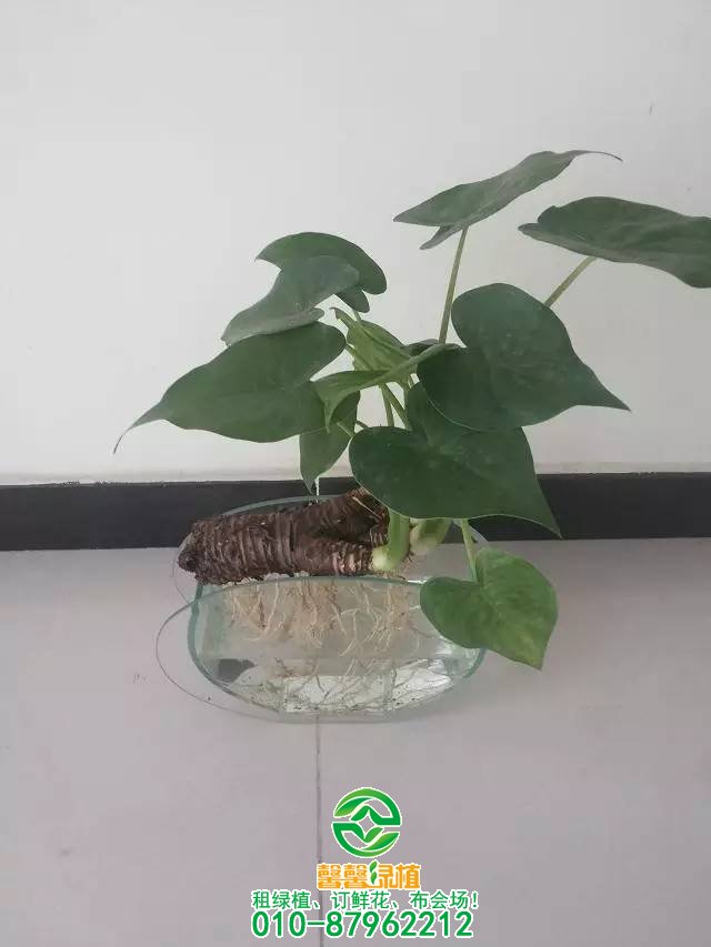 小型植物欣赏