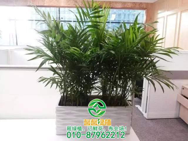 小型植物欣赏