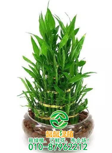 小型植物欣赏