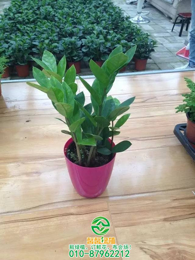 小型植物欣赏