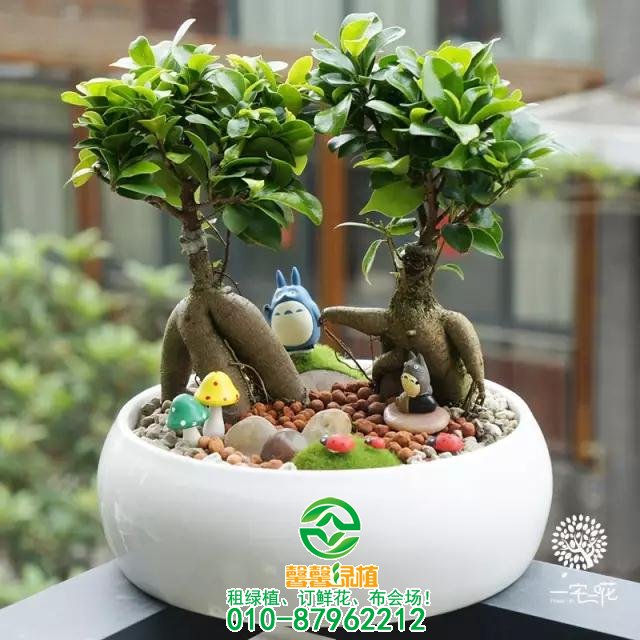 办公室绿植搭配设计艺术