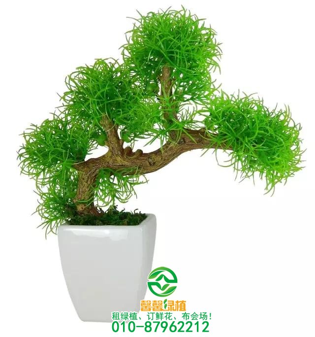 办公室绿植搭配设计艺术