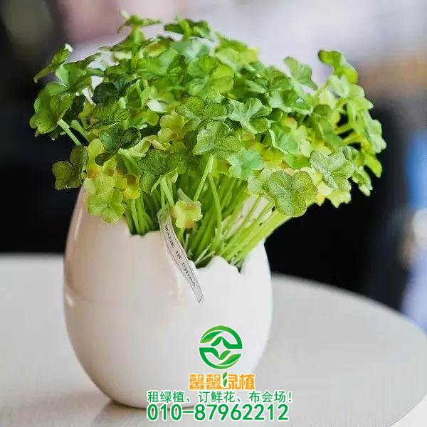 办公室绿植搭配设计艺术