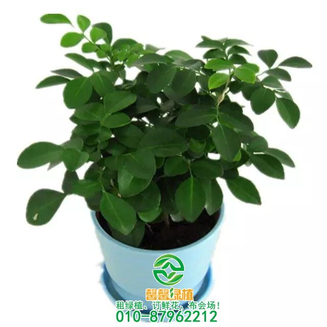 办公室绿植搭配设计艺术