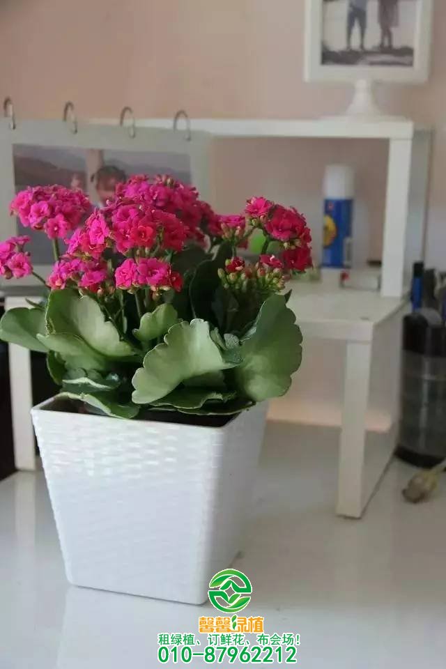 办公室绿植搭配设计艺术
