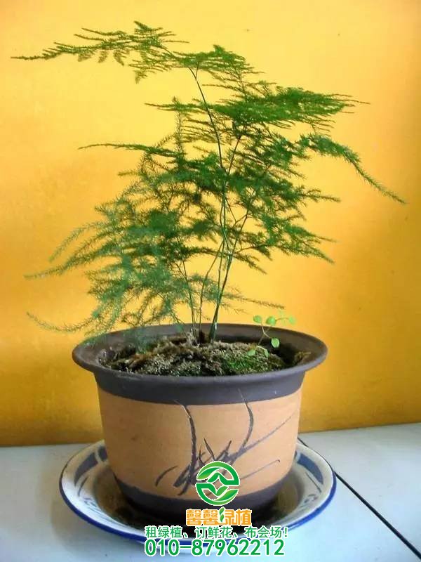 你了解盆景生长的注意事项吗？