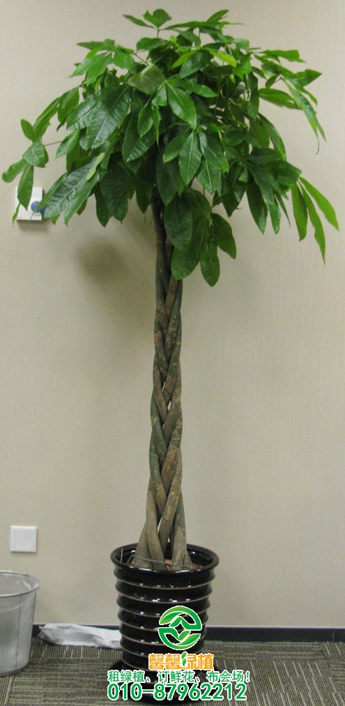 绿植租摆过程中花卉黄叶巧妙处理