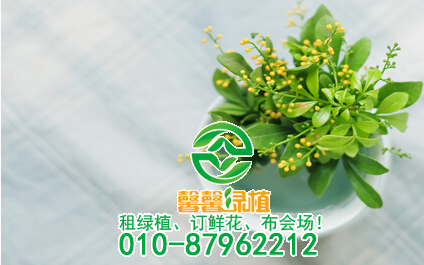 如何防治米兰早春夭折