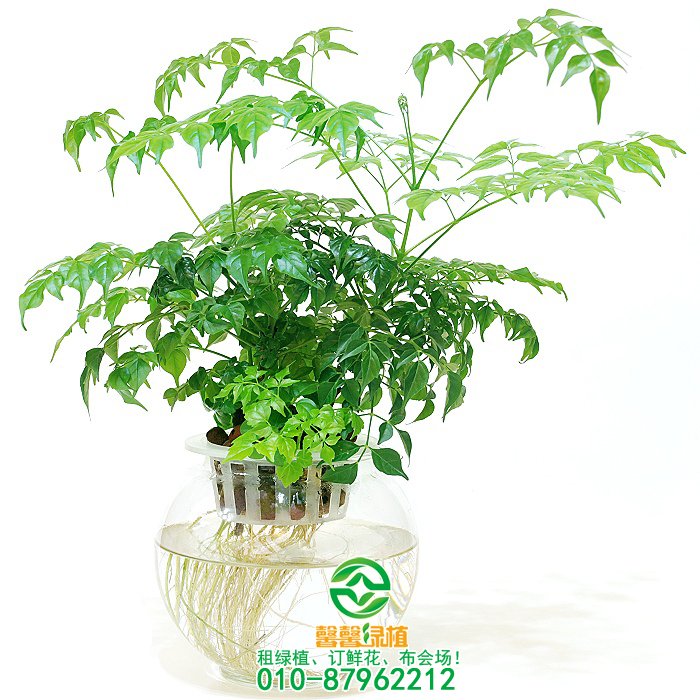 水培花卉换水洗根方法