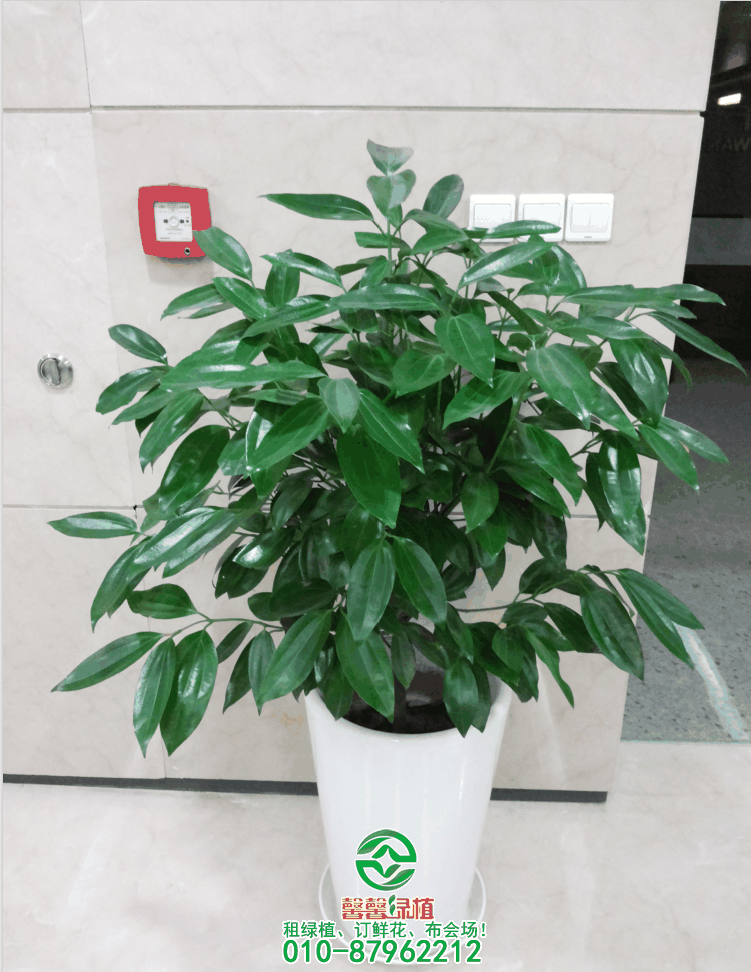 花盆里有小飞虫怎么办
