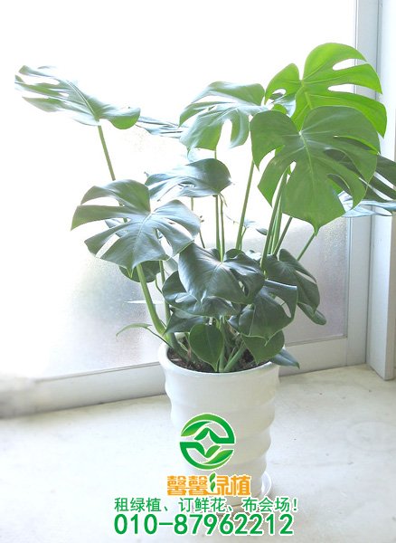 超耐湿的6款适合家里种植的花，浇不死的六种花