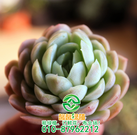 神奇的多肉植物：有“水果味”的六种多肉植物