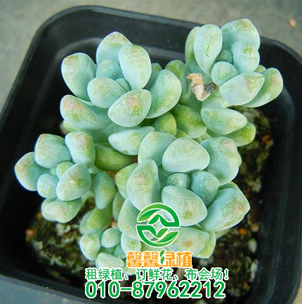 神奇的多肉植物：有“水果味”的六种多肉植物