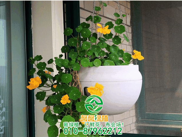 这八款垂吊花卉挂起种植更美！