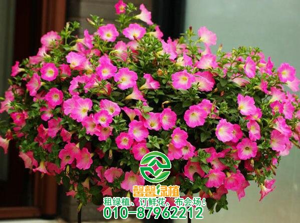这八款垂吊花卉挂起种植更美！