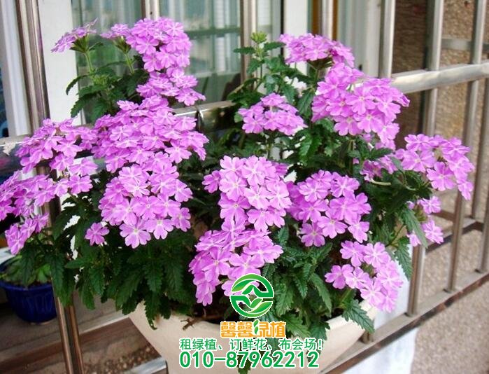 这八款垂吊花卉挂起种植更美！