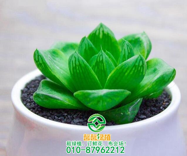 哪些多肉植物好养呢