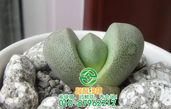 哪些多肉植物好养呢