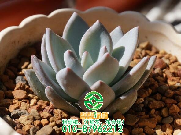 哪些多肉植物好养呢