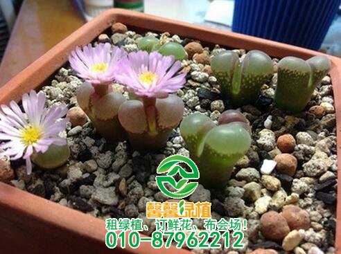 哪些多肉植物好养呢