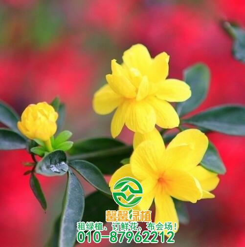 养殖花卉多久修剪一次？应该怎么修剪