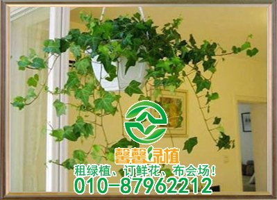 如何栽培与繁殖管理常春藤