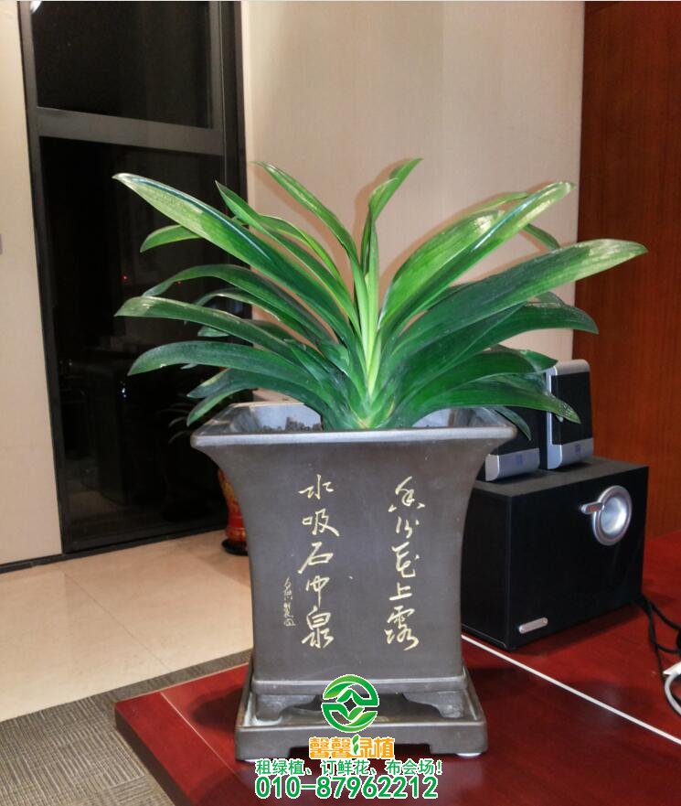 常见花卉不开花原因，养花不开的看过来！