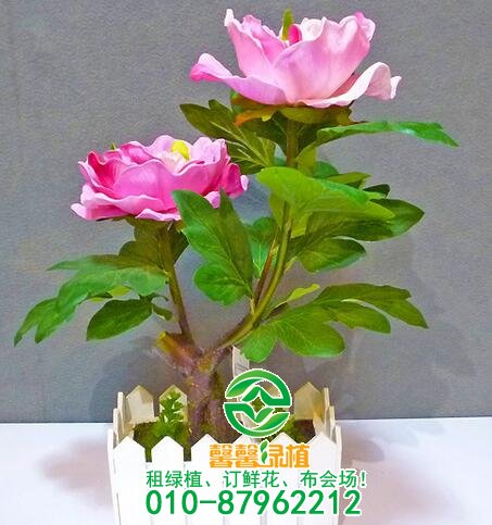 常见花卉不开花原因，养花不开的看过来！