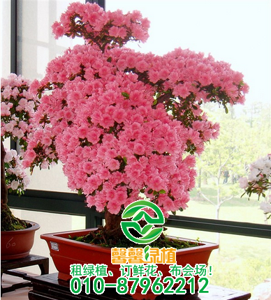 常见花卉不开花原因，养花不开的看过来！