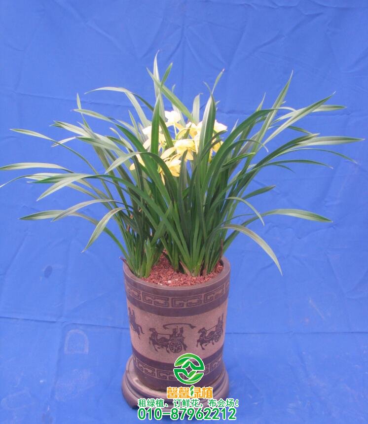 常见花卉不开花原因，养花不开的看过来！