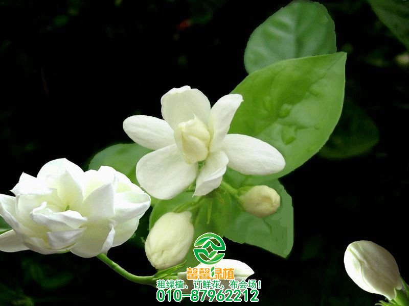 常见花卉不开花原因，养花不开的看过来！