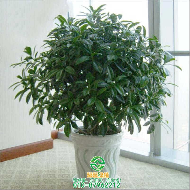 南花北养注意什么
